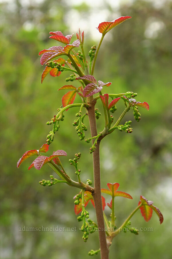 poison-oak, budding (Toxicodendron diversilobum (Rhus diversiloba)) [Camassia Natural Area, West Linn, Clackamas County, Oregon]