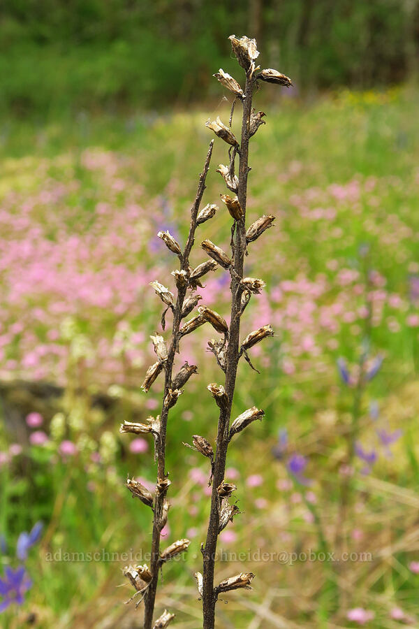last year's glandweed stalks (Parentucellia viscosa (Bellardia viscosa)) [Camassia Natural Area, West Linn, Clackamas County, Oregon]