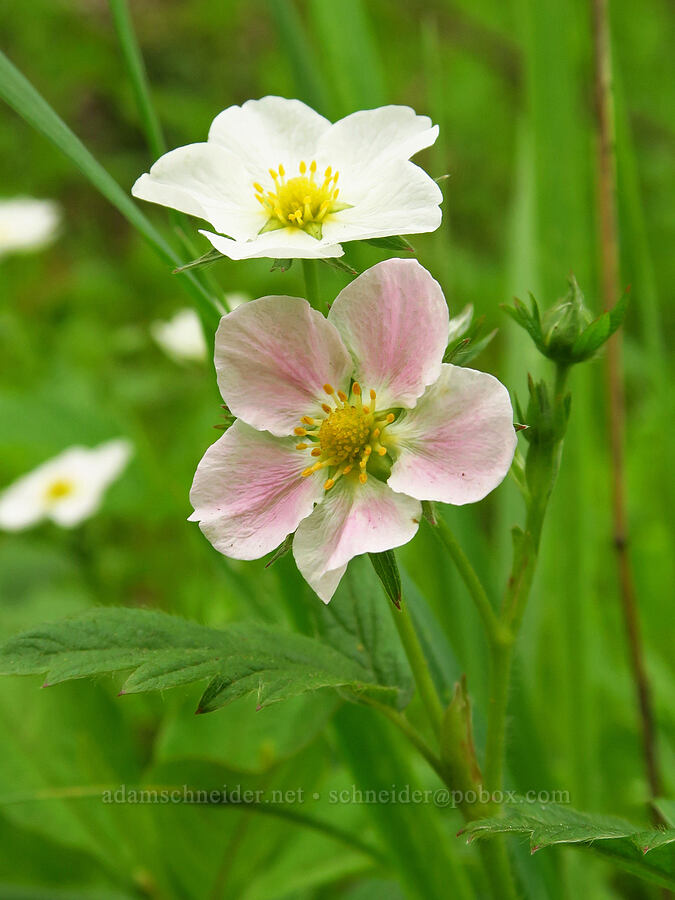 pink strawberry flower (Fragaria vesca) [Camassia Natural Area, West Linn, Clackamas County, Oregon]