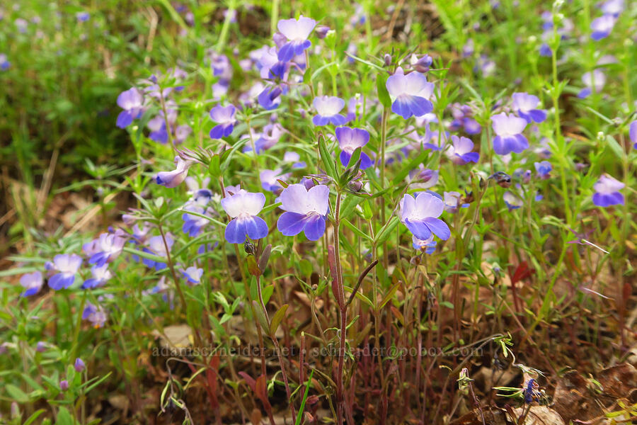 large-flowered blue-eyed-Mary (Collinsia grandiflora) [Camassia Natural Area, West Linn, Clackamas County, Oregon]