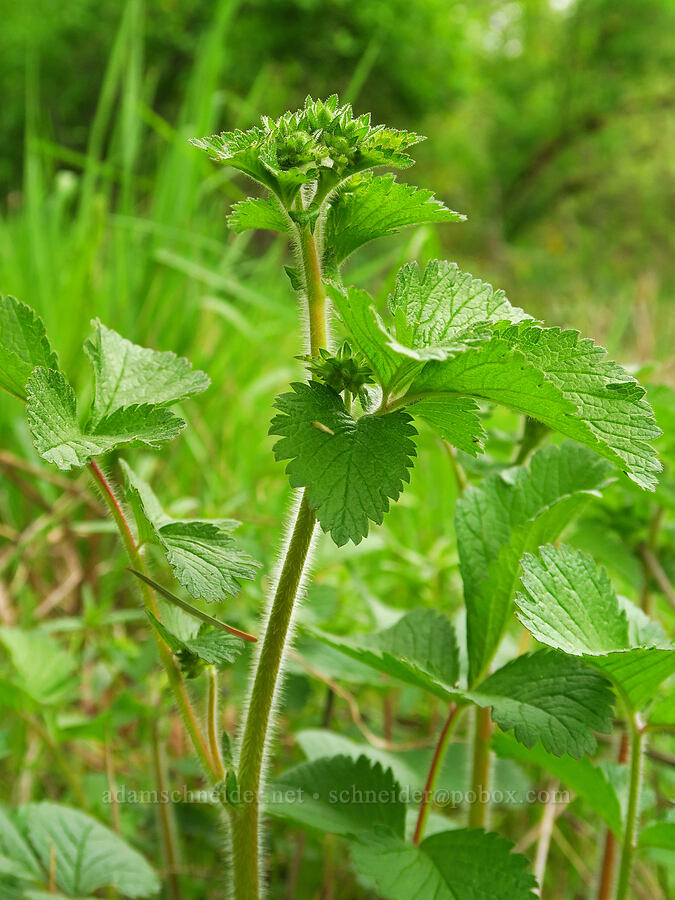 sticky cinquefoil, budding (Drymocallis glandulosa (Potentilla glandulosa)) [Camassia Natural Area, West Linn, Clackamas County, Oregon]