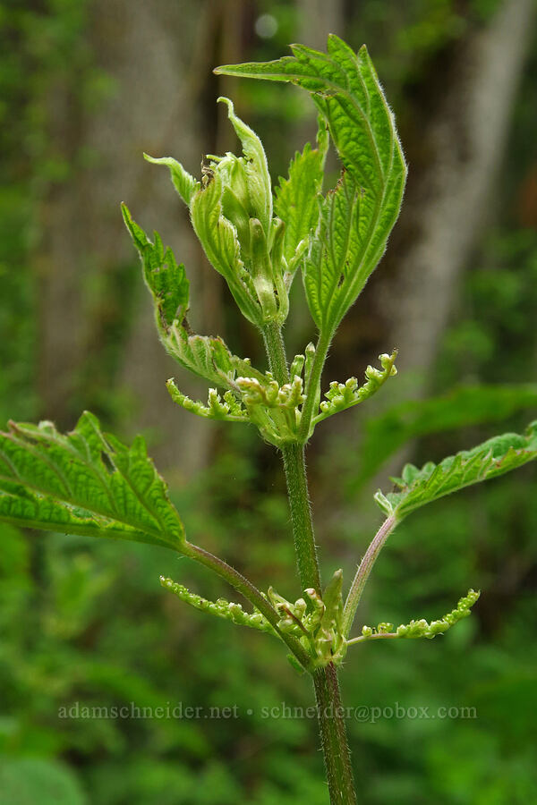 stinging nettle flowers (Urtica gracilis (Urtica dioica ssp. gracilis)) [WIlderness Park, West Linn, Clackamas County, Oregon]