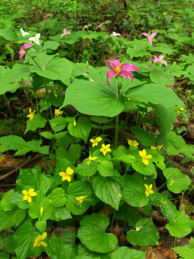 fading trillium & pioneer violets (Trillium ovatum, Viola glabella) [WIlderness Park, West Linn, Clackamas County, Oregon]