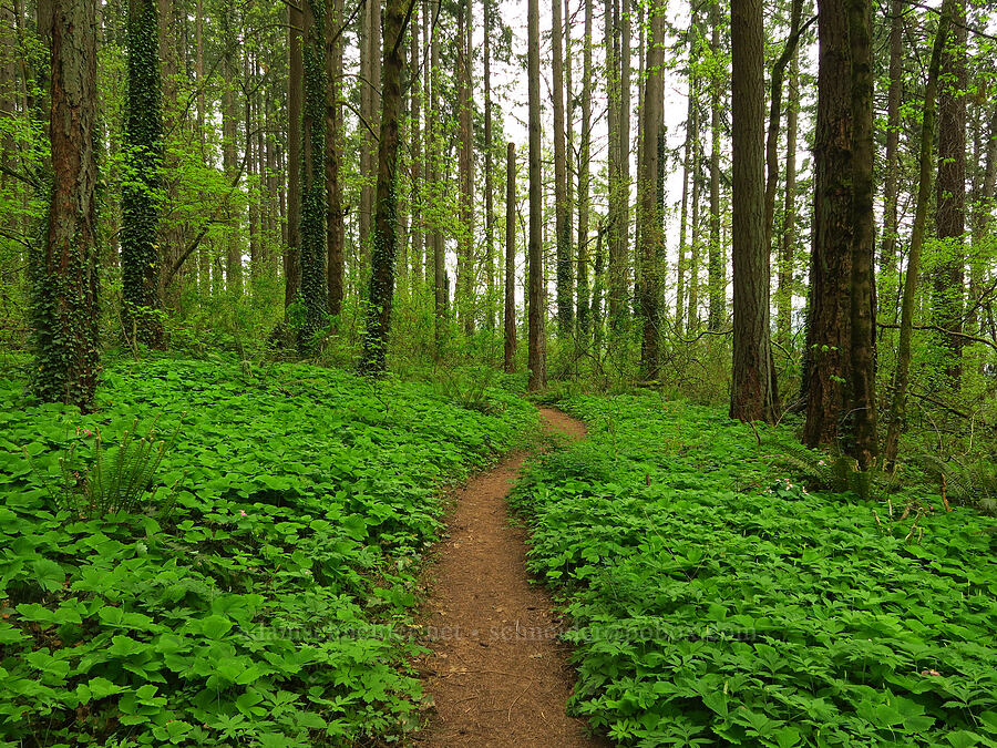the trail [WIlderness Park, West Linn, Clackamas County, Oregon]