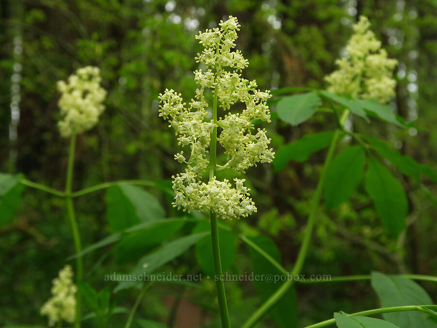 elderberry flowers (Sambucus sp.) [WIlderness Park, West Linn, Clackamas County, Oregon]