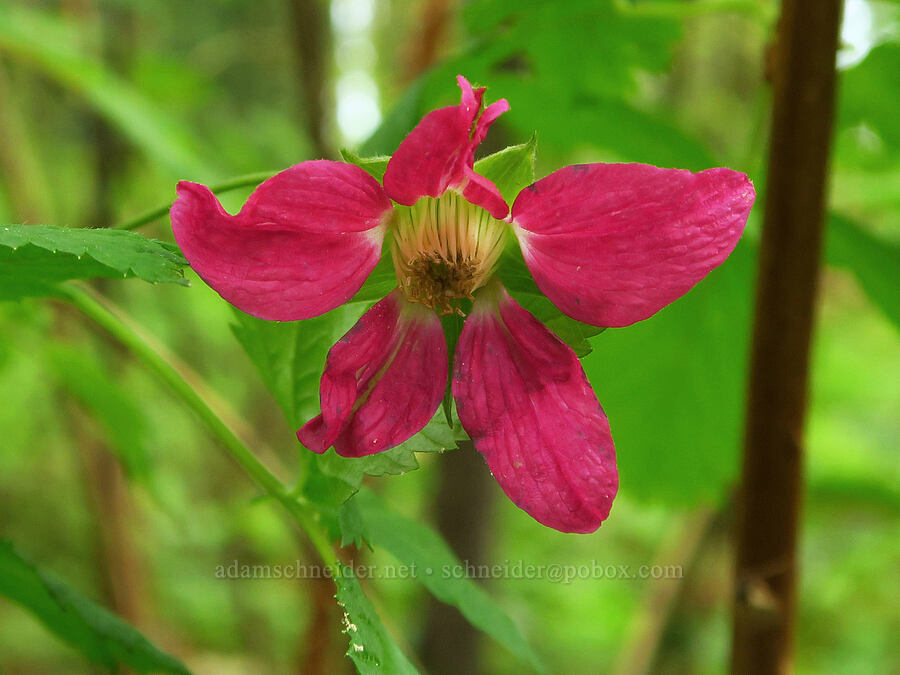 salmonberry flower (Rubus spectabilis) [WIlderness Park, West Linn, Clackamas County, Oregon]
