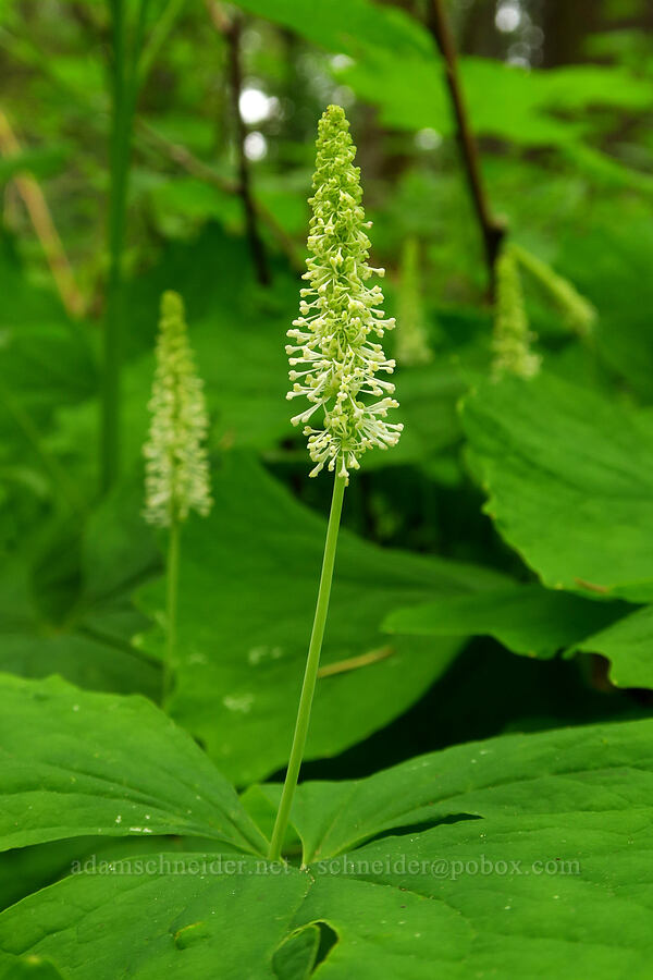 vanilla-leaf (Achlys triphylla) [WIlderness Park, West Linn, Clackamas County, Oregon]