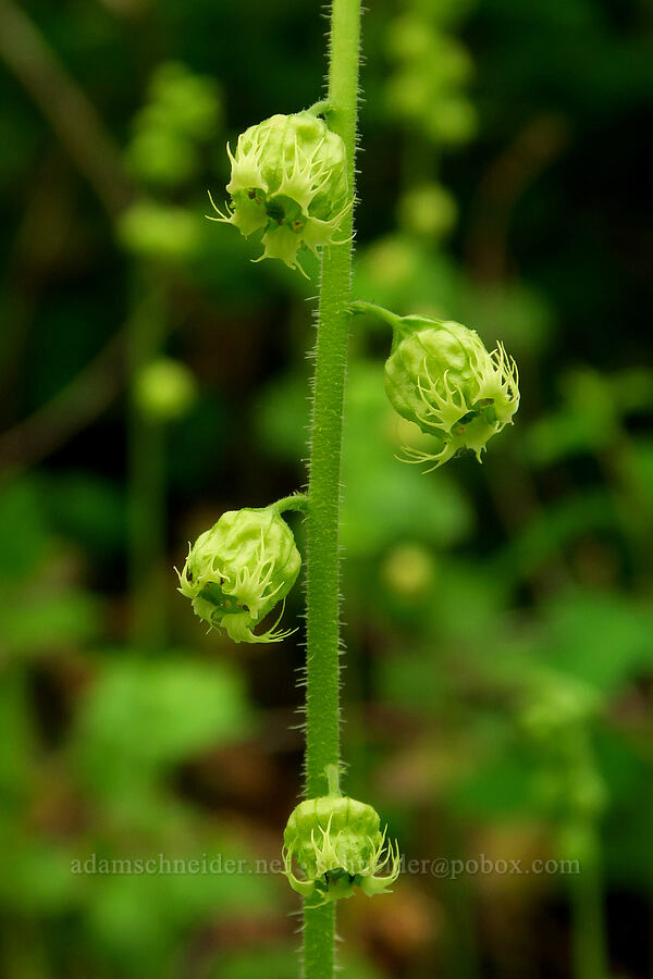fringe-cups (Tellima grandiflora) [WIlderness Park, West Linn, Clackamas County, Oregon]