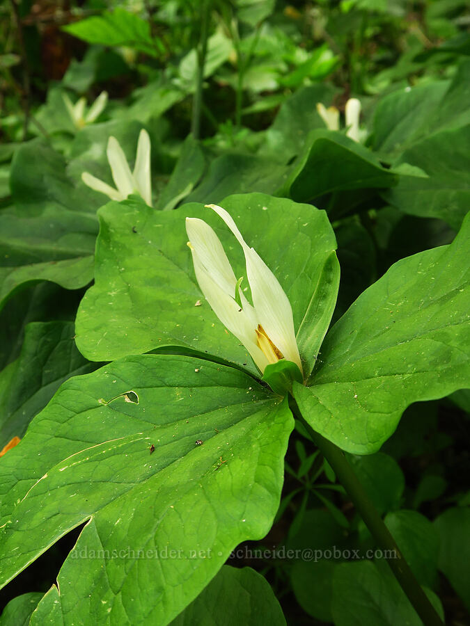 sessile trillium (Trillium albidum ssp. parviflorum) [Camassia Natural Area, West Linn, Clackamas County, Oregon]