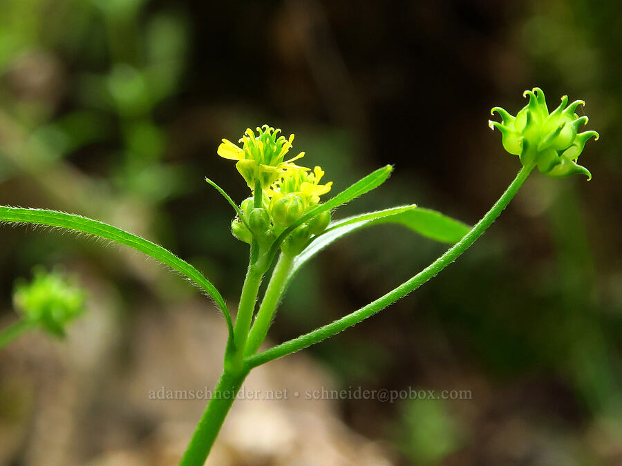 woodland buttercup (Ranunculus uncinatus) [Camassia Natural Area, West Linn, Clackamas County, Oregon]