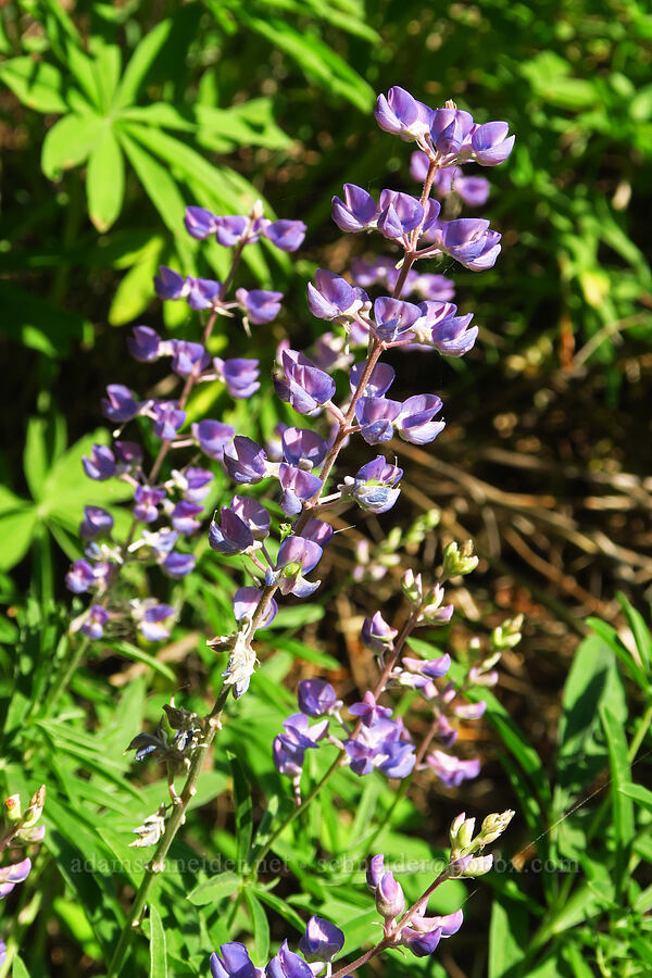 spurred lupines (Lupinus arbustus) [Augspurger Trail, Gifford Pinchot National Forest, Skamania County, Washington]
