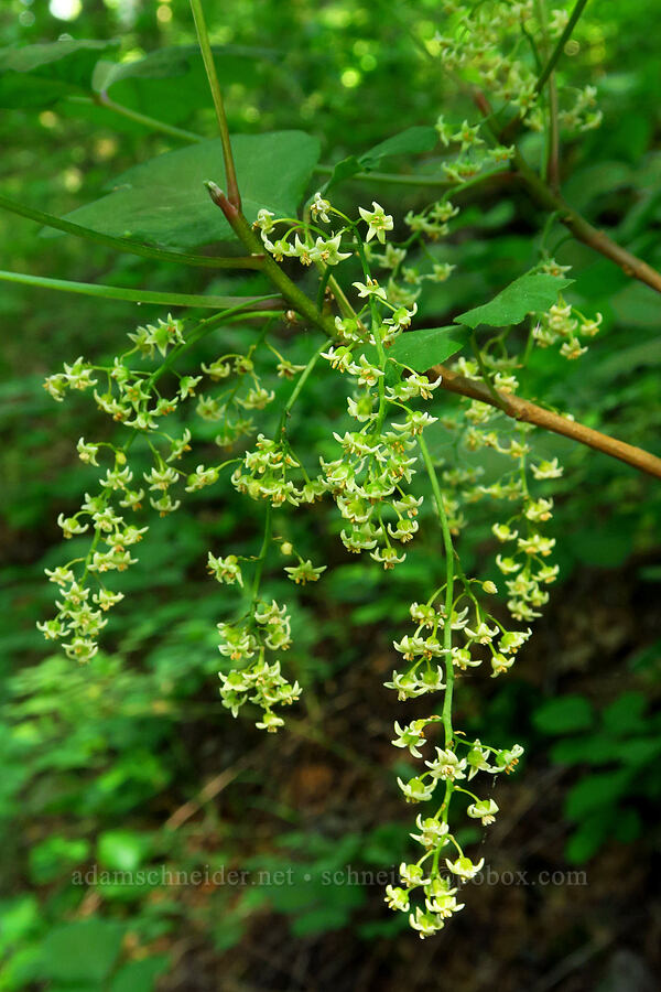 poison-oak flowers (Toxicodendron diversilobum (Rhus diversiloba)) [Augspurger Trail, Gifford Pinchot National Forest, Skamania County, Washington]