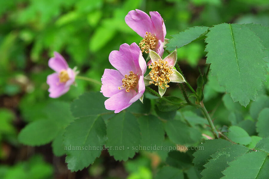 bald-hip wild roses (Rosa gymnocarpa) [Augspurger Trail, Gifford Pinchot National Forest, Skamania County, Washington]