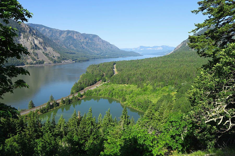 Columbia River Gorge [Augspurger Trail, Gifford Pinchot National Forest, Skamania County, Washington]
