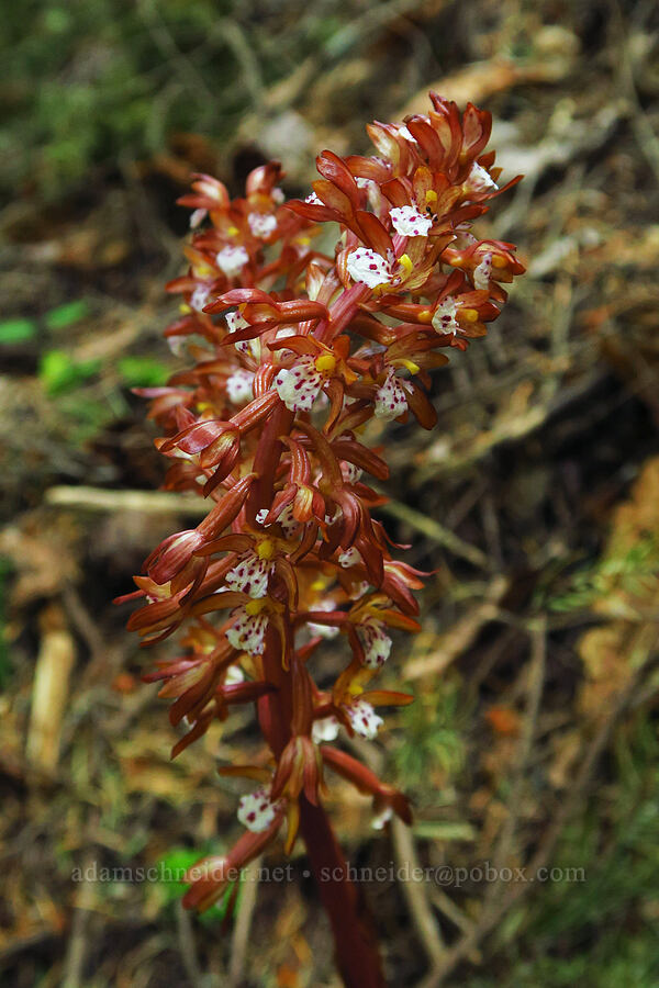 spotted coral-root orchid (Corallorhiza maculata) [Old Logger's Trail, Dog Mountain, Gifford Pinchot National Forest, Skamania County, Washington]