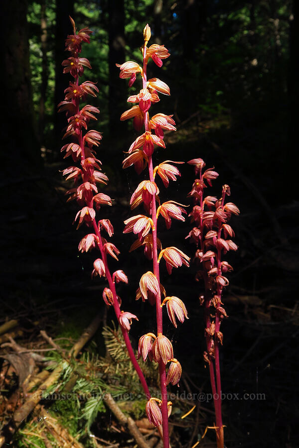striped coral-root orchid (Corallorhiza striata) [Old Logger's Trail, Dog Mountain, Gifford Pinchot National Forest, Skamania County, Washington]