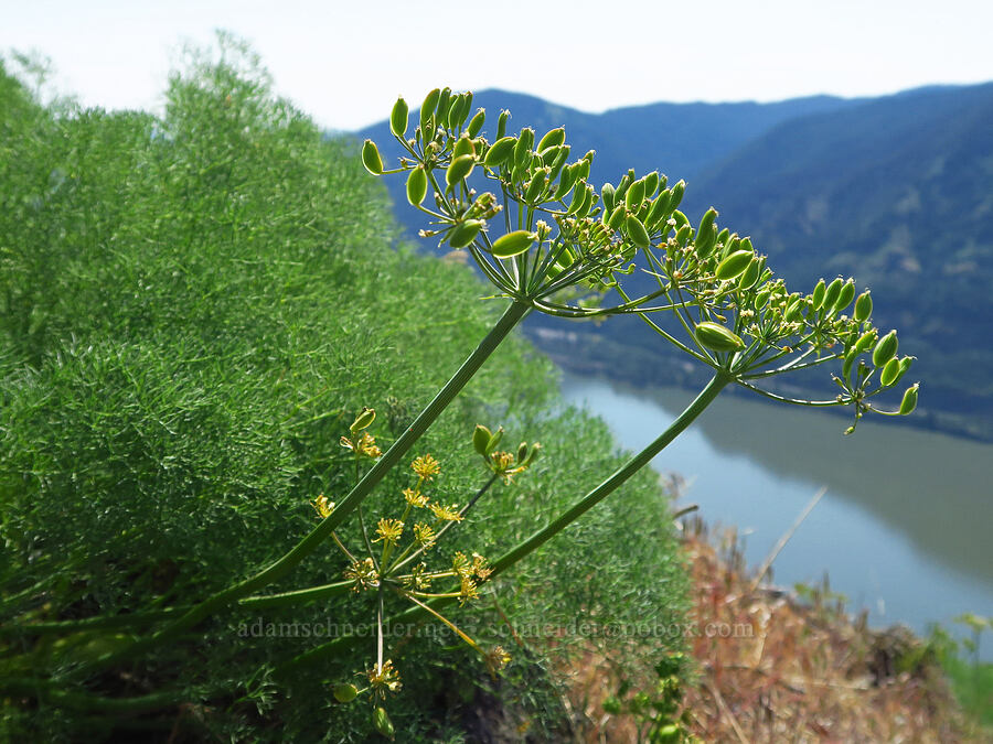 Kllickitat desert parsley, going to seed (Lomatium klickitatense (Lomatium grayi)) [Dog Mountain, Gifford Pinchot National Forest, Skamania County, Washington]