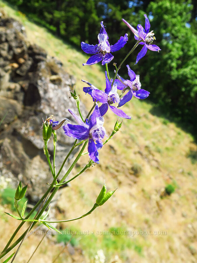 larkspur (Delphinium nuttallianum) [Dog Mountain, Gifford Pinchot National Forest, Skamania County, Washington]