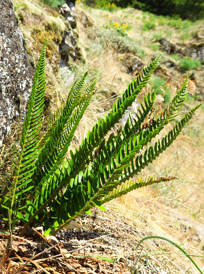 narrow-leaf sword fern (Polystichum imbricans) [Dog Mountain, Gifford Pinchot National Forest, Skamania County, Washington]