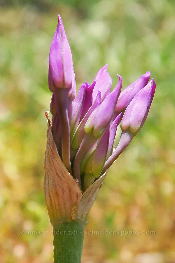 taper-tip onion, budding (Allium acuminatum) [Dog Mountain, Gifford Pinchot National Forest, Skamania County, Washington]