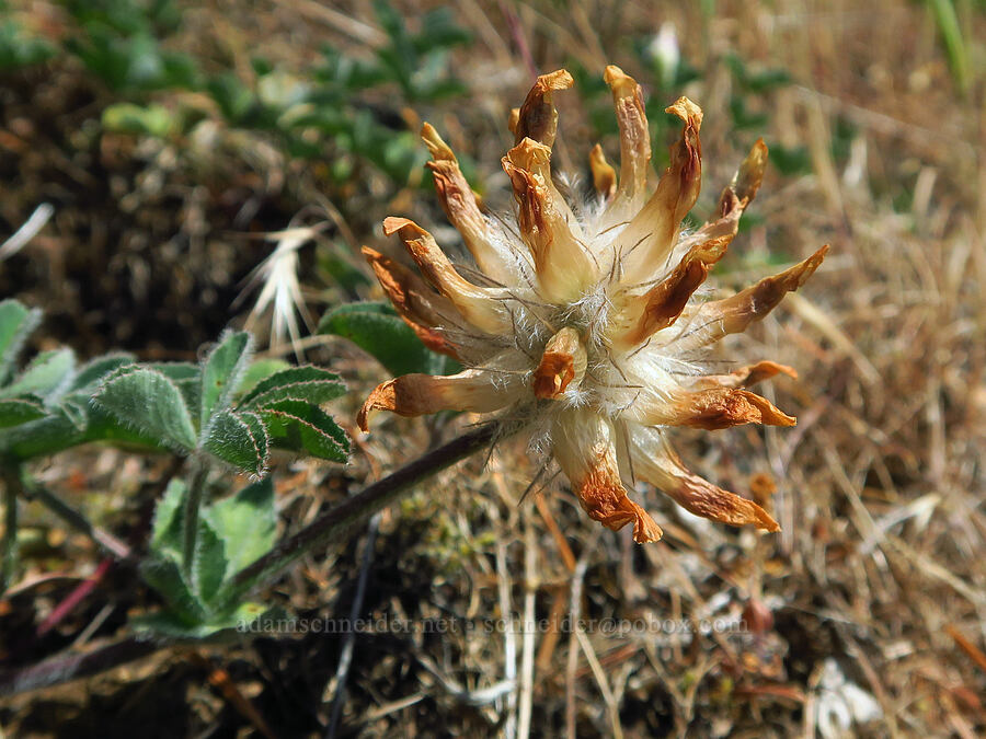 big-head clover, going to seed (Trifolium macrocephalum) [Dog Mountain, Gifford Pinchot National Forest, Skamania County, Washington]