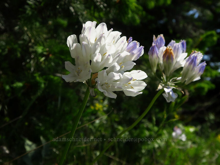bi-colored cluster lily (Triteleia grandiflora var. howellii (Brodiaea bicolor)) [Dog Mountain Trail, Gifford Pinchot National Forest, Skamania County, Washington]