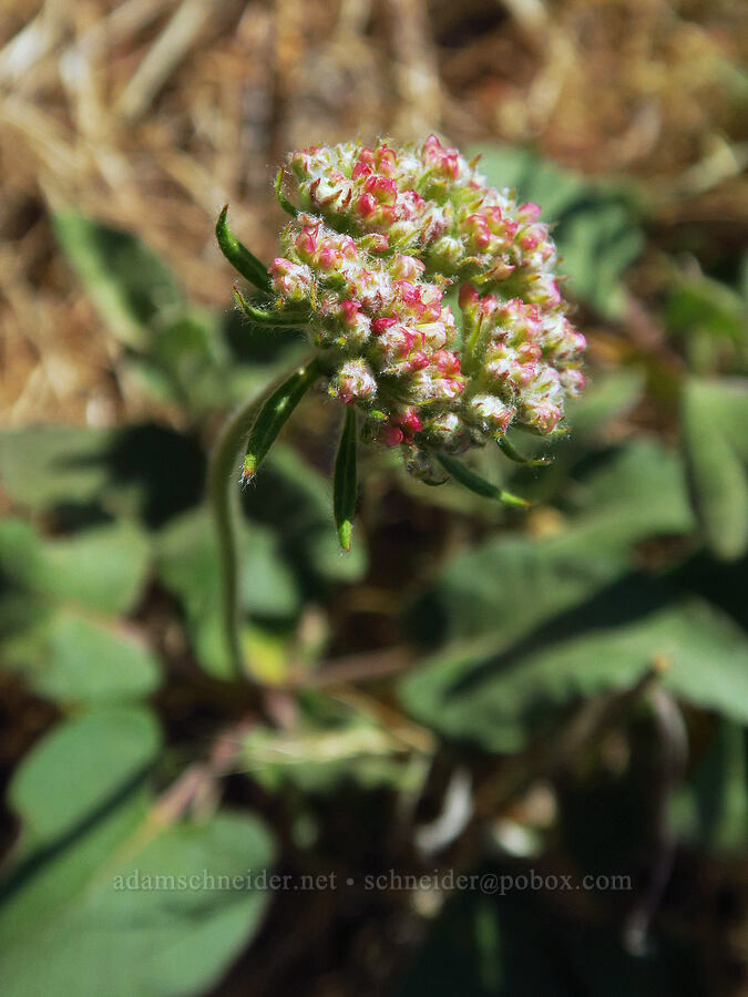 heart-leaf buckwheat, budding (Eriogonum compositum) [Dog Mountain Trail, Gifford Pinchot National Forest, Skamania County, Washington]