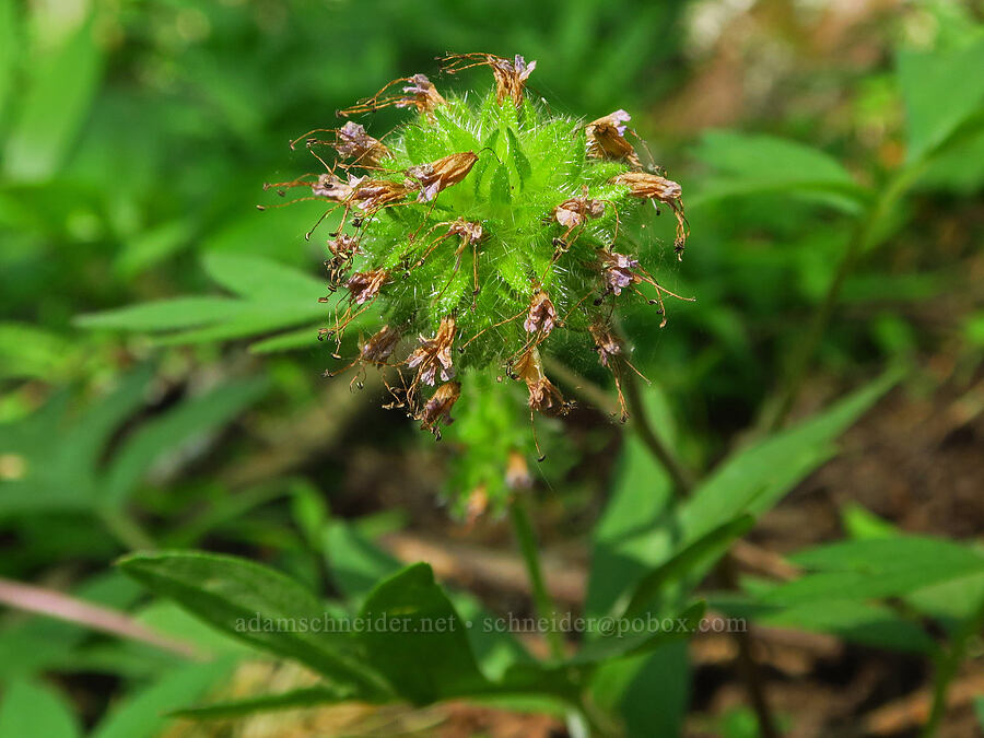 ball-head waterleaf, going to seed (Hydrophyllum capitatum var. thompsonii) [Dog Mountain Trail, Gifford Pinchot National Forest, Skamania County, Washington]