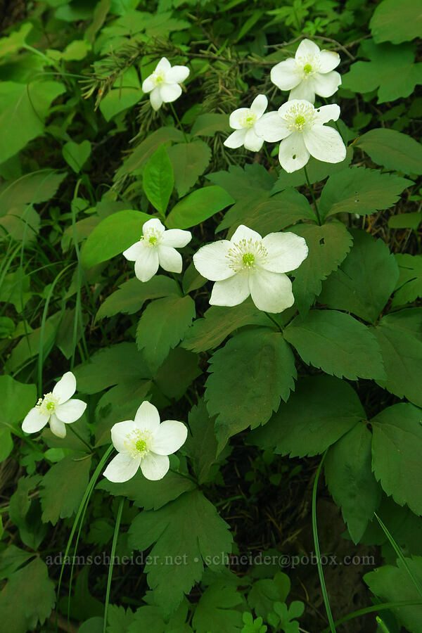 Columbia windflowers (Anemone deltoidea (Anemonastrum deltoideum)) [Dog Mountain Trail, Gifford Pinchot National Forest, Skamania County, Washington]