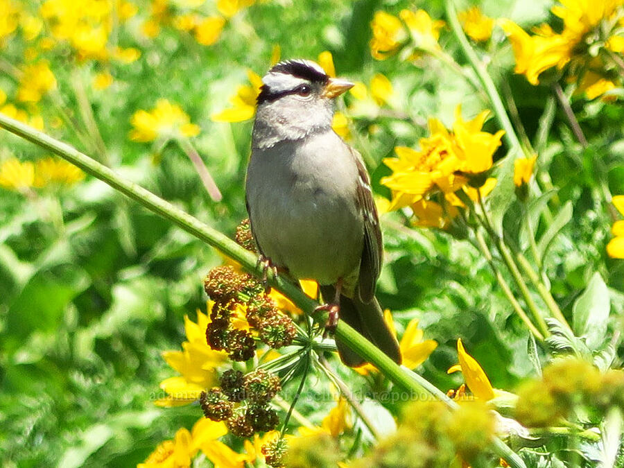 white-crowned sparrow (Zonotrichia leucophrys) [Dog Mountain Trail, Gifford Pinchot National Forest, Skamania County, Washington]
