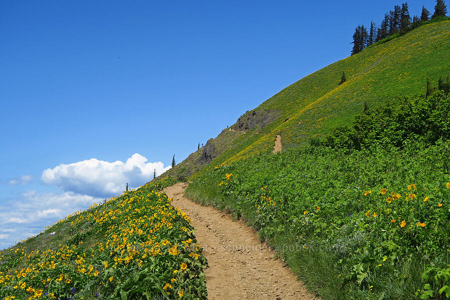 trail through wildflowers [Dog Mountain Trail, Gifford Pinchot National Forest, Skamania County, Washington]
