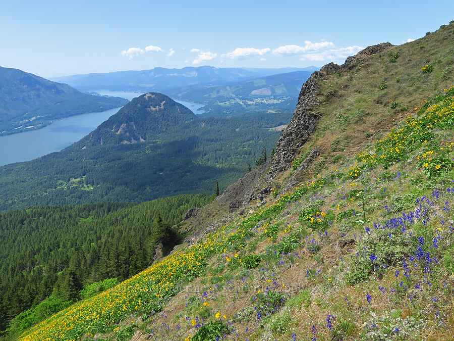 wildflowers & Wind Mountain [Dog Mountain Trail, Gifford Pinchot National Forest, Skamania County, Washington]