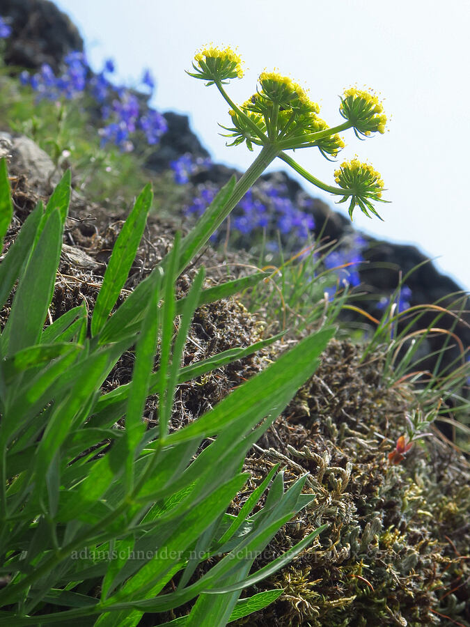 nine-leaf desert parsley (Lomatium brevifolium (Lomatium triternatum var. brevifolium)) [Dog Mountain Trail, Gifford Pinchot National Forest, Skamania County, Washington]