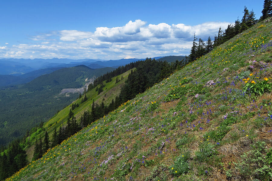 wildflowers [Dog Mountain Trail, Gifford Pinchot National Forest, Skamania County, Washington]