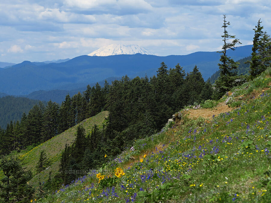 wildflowers & Mount St. Helens [Dog Mountain Trail, Gifford Pinchot National Forest, Skamania County, Washington]