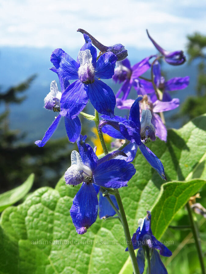 larkspur (Delphinium nuttallianum) [Dog-Augspurger Tie Trail, Gifford Pinchot National Forest, Skamania County, Washington]