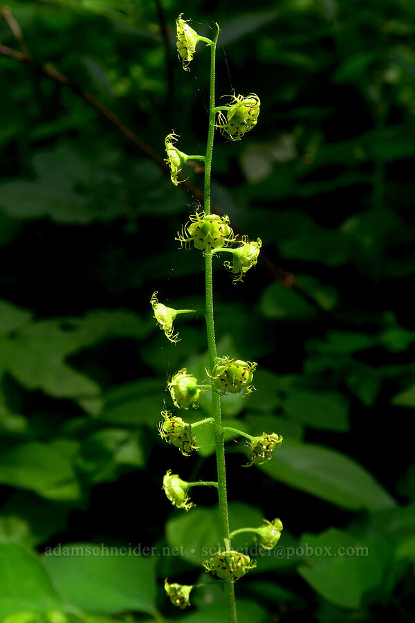 leafy mitrewort (Mitellastra caulescens (Mitella caulescens)) [Dog-Augspurger Tie Trail, Gifford Pinchot National Forest, Skamania County, Washington]