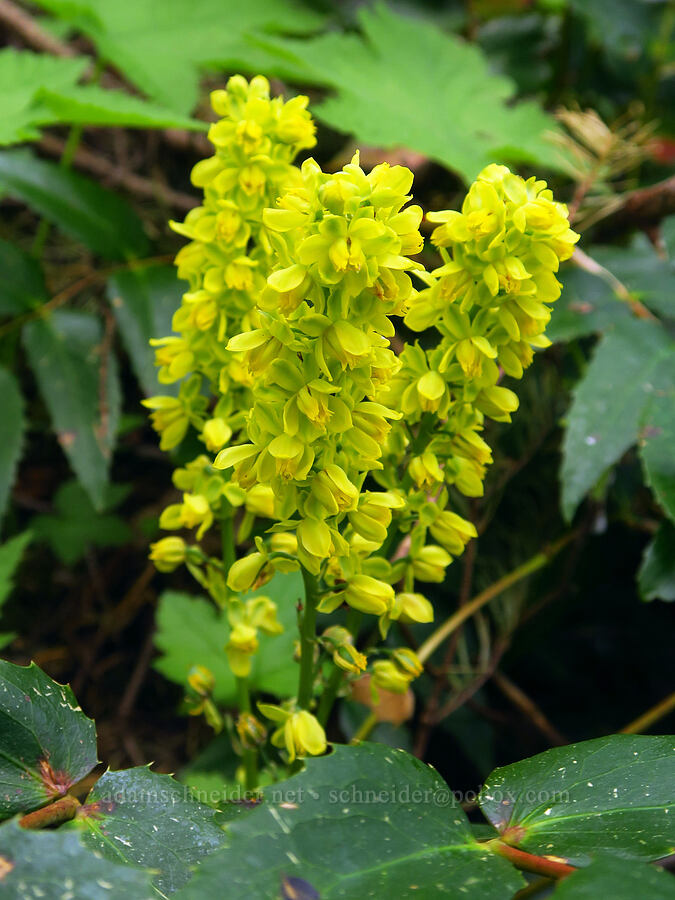 Oregon-grape flowers (Mahonia nervosa (Berberis nervosa)) [Augspurger Trail, Gifford Pinchot National Forest, Skamania County, Washington]