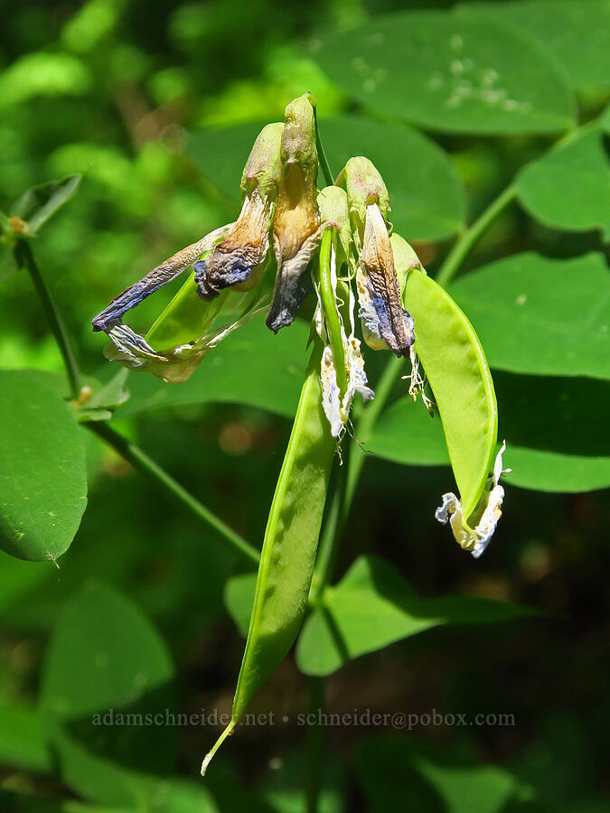 leafy pea-vine pods (Lathyrus polyphyllus) [Augspurger Trail, Gifford Pinchot National Forest, Skamania County, Washington]