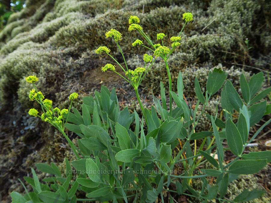 bare-stem desert parsley (Lomatium nudicaule) [Hamilton Mountain, Beacon Rock State Park, Skamania County, Washington]