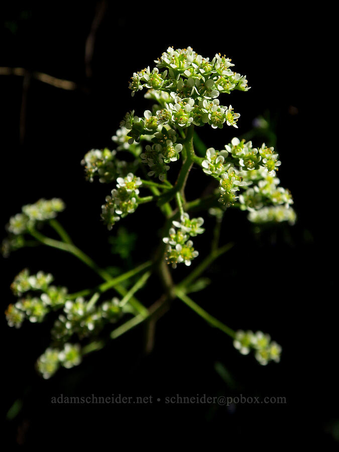 brittle-leaf saxifrage (Micranthes fragosa (Saxifraga integrifolia var. claytoniifolia)) [Hamilton Mountain, Beacon Rock State Park, Skamania County, Washington]