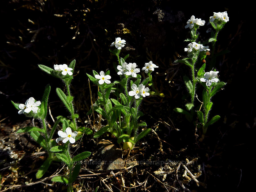 common cryptantha (Cryptantha intermedia) [Hamilton Mountain, Beacon Rock State Park, Skamania County, Washington]