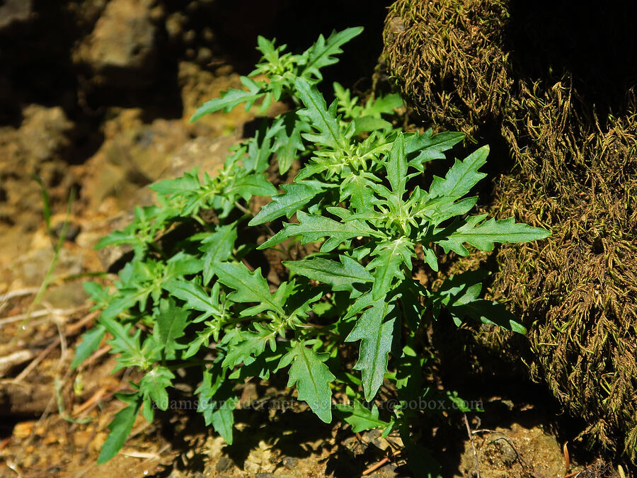 Richardson's penstemon leaves (Penstemon richardsonii) [Hamilton Mountain, Beacon Rock State Park, Skamania County, Washington]