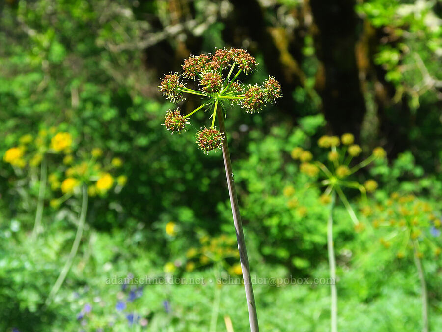 yellow/brown fern-leaf desert parsley (Lomatium dissectum var. dissectum) [Hamilton Mountain, Beacon Rock State Park, Skamania County, Washington]