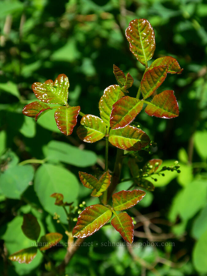 poison-oak leaves (Toxicodendron diversilobum (Rhus diversiloba)) [Hamilton Mountain, Beacon Rock State Park, Skamania County, Washington]