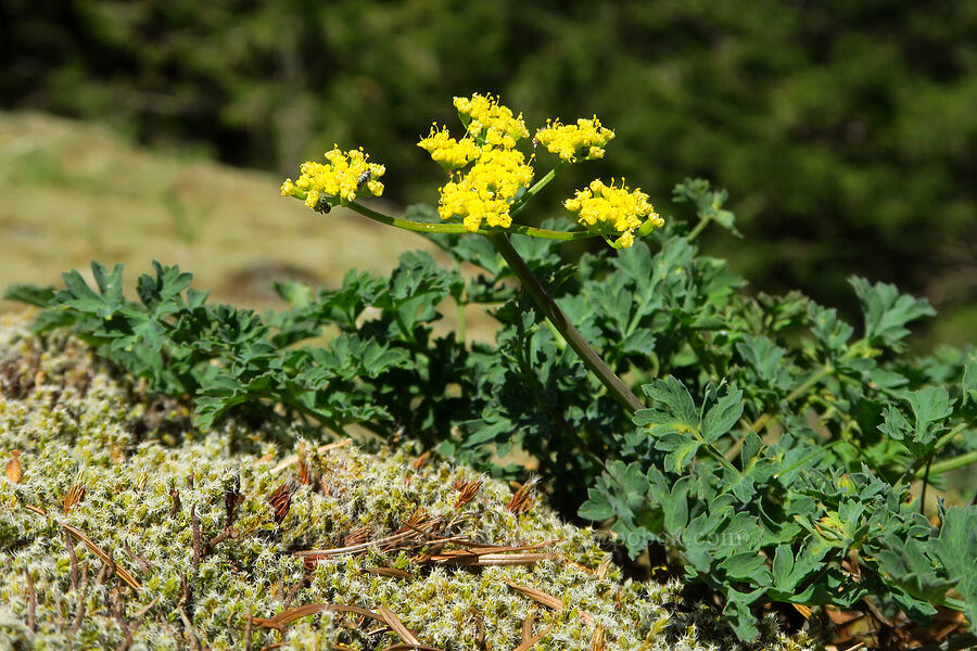 Cascade desert parsley (Lomatium martindalei) [Hamilton Mountain, Beacon Rock State Park, Skamania County, Washington]