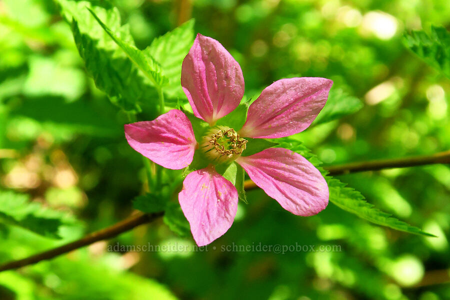 salmonberry flower (Rubus spectabilis) [Hamilton Mountain, Beacon Rock State Park, Skamania County, Washington]