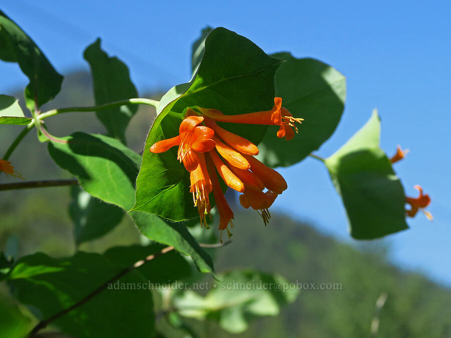 orange honeysuckle (Lonicera ciliosa) [Hamilton Mountain, Beacon Rock State Park, Skamania County, Washington]