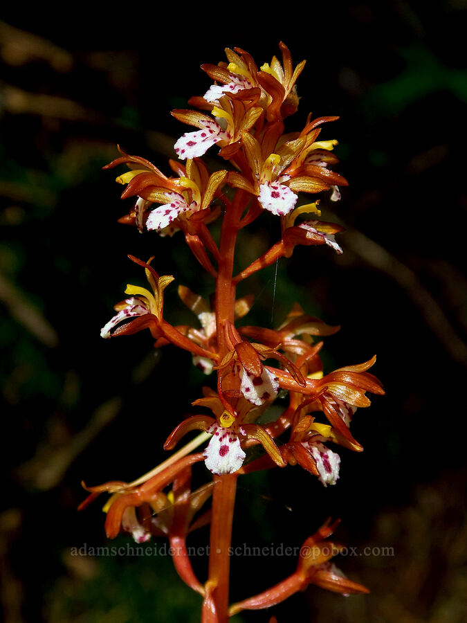 spotted coral-root orchid (Corallorhiza maculata) [Hamilton Mountain, Beacon Rock State Park, Skamania County, Washington]