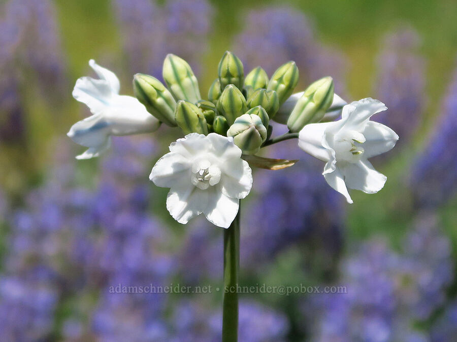 bi-colored cluster-lily (Triteleia grandiflora var. howellii (Brodiaea bicolor)) [Klickitat-Appleton Road, Klickitat County, Washington]